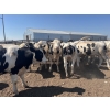 Image 4 : Eagle Creek Colony - 1025# August Delivery Holstein Steers - 19 Head (Asquith, SK)