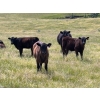 Image 3 : Starland Colony - 680# October Delivery Steer Calves - 60 Head (Drumheller, AB)