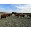 Image 6 : Tony Groenewoud - 1050# September Grass Steers - 220 Head (Turtleford, SK)