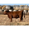 Image 4 : Verdant Valley Colony - 17 Red Angus/Simm X Feb/March Calving Bred Heifers (Verdant Valley, AB)