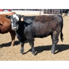 Image 5 : Springdale Customer - 925# May Delivery Heifers - 175 Head (Iron Springs, AB)