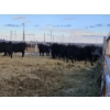 Image 3 : C & D Sewall - 6 Black Cows (Pen 431 - 433)