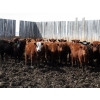 Image 1 : Barfus Farms - 800# April/May Delivery Heifers - 110 Head (Cardston, AB)