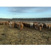 Image 2 : Reilly Lake Ranching - 925# February Weaned Steers - 200 Head (Lloydminster, AB)