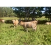 Image 6 : Andersen River Ranching - 1020# October Delivery Grass Heifers - 180 Head (Drayton Valley, AB)