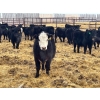 Image 6 : G & B Farms - 740# March Delivery Steers - 79 Head (Deloraine, MB) VBP+