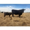 Image 4 : P&B Van Schothorst - 30 Black/BBF 1st Calf Heifer Pairs (Blackie, AB)