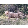 Image 3 : Lindy Greig - 475# October Heifer Calves - 55 Head (Nanton, AB)