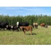 Image 4 : Pat Muehlen & Dave Johnson - 590# November Delivery Steer Calves - 100 Head (Vanderhoof, BC)