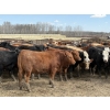 Image 6 : Jason Szymanek - 750# May Delivery Heifers - 70 Head (Stauffer, AB)