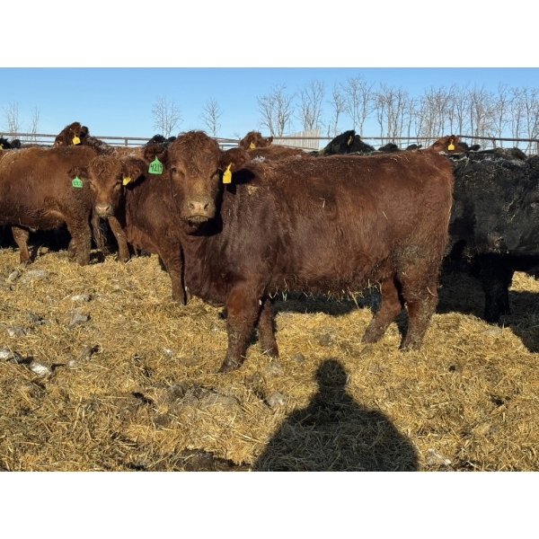 Fox Cattle Co. - 50 Simm X May Calving Bred Heifers (Foam Lake, SK)
