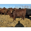 Image 1 : Fox Cattle Co. - 50 Simm X May Calving Bred Heifers (Foam Lake, SK)