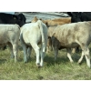 Image 6 : Cluny Colony - 635# October Delivery Heifer Calves - 70 Head (Cluny, AB)