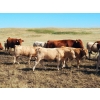 Image 5 : Indian Springs Land & Cattle - 600# Steer Calves - 100 Head (Hussar, AB)