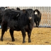 Image 7 : Leon Torkelson - 30 Black Replacement Heifers (Millicent, AB)