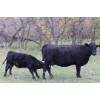 Image 3 : Cam Taylor/Trevor Campbell - 515# November Delivery Steer Calves - 170 Head (Wolseley, SK)