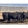 Image 6 : Jarokosky Farms - 980# April Delivery Steers - 64 Head (Lethbridge, AB)