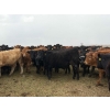 Image 4 : Poplarview Stock Farm - 950# May Delivery Steers - 128 Head (Pipestone, MB)