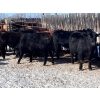 Image 4 : WWM Farms - 865# March Delivery Steers - 50 Head (Thorhild, AB)