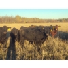 Image 3 : Pembina Ranching - 1050# November Delivery Grass Heifers - 118 Head (Drayton Valley, AB)