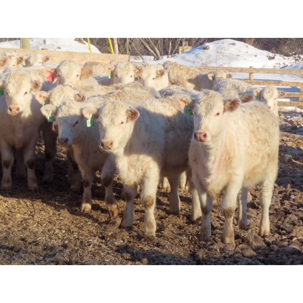 Munro Farms - 830# March Delivery Heifers - 75 Head (Kelwood, MB)