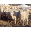 Image 1 : Munro Farms - 830# March Delivery Heifers - 75 Head (Kelwood, MB)