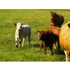 Image 4 : Emil Larson - 47 Oct/Nov Delivery Steers & Heifers (Millet, AB)