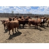 Image 3 : Lone Star Cattle Co. - 980# June Delivery Heifers - 215 Head (Strathmore, AB)