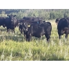 Image 6 : Gordon, Amanda & Chance Whittemore - 780# October Delivery Steer Calves - 75 Head (Elnora, AB)