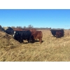 Image 2 : Stellar Farms - 700# November Steer Calves - 172 Head (Moosehorn, MB) VBP+