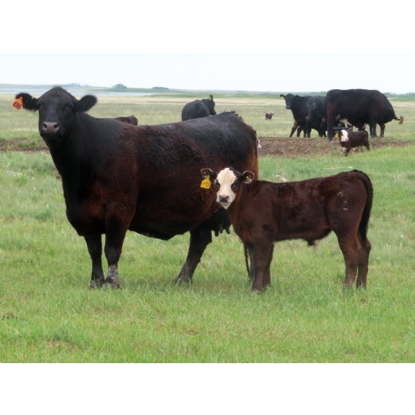 Raymore Farming Co. - 510# October Delivery Steer Calves - 240 Head (Raymore, SK)