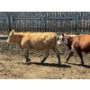 Image 6 : JDC AG - 750# August Delivery Heifers - 80 Head (Yorkton, SK)