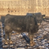 Image 8 : Hawk Ranching - 875# February Weaned Steers - 72 Head (Nanton, AB)