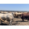 Image 6 : H.B. Scott Colony Farming - 156 August Delivery Fed Steers (Scott, SK)