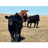 Image 8 : TNT Cattle Co. Ltd. - 500# October Delivery Steer Calves - 95 Head (Manyberries, AB)
