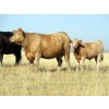 Image 11 : Douglass Cattle Co. - 585# November Delivery Steer Calves - 95 Head (Finnegan, AB)