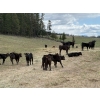 Image 6 : Kingsclere Ranch - 40 Angus X Pairs (Parsons, BC)