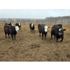 Image 3 : Bircham Ranch - 860# April/May Delivery Steers - 72 Head (Piapot, SK)