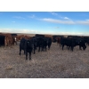 Image 2 : EJB Ranch - 540# November Delivery Steer Calves - 80 Head (Maple Creek, SK)