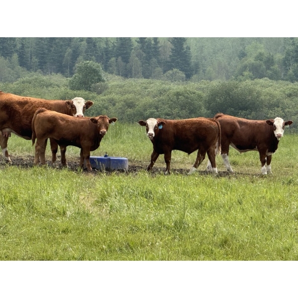 R-Five Simmentals - 825# September Delivery Steer Calves - 75 Head (Hoadley, AB)