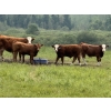 Image 1 : R-Five Simmentals - 825# September Delivery Steer Calves - 75 Head (Hoadley, AB)