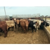 Image 5 : Chipping Hill Cattle Co. - 1025# September Yearling Steers - 60 Head (MacGregor, MB)