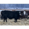 Image 5 : Jason & Kevin Szymanek - 900# December Delivery Weaned Steers - 68 Head (Stauffer, AB)