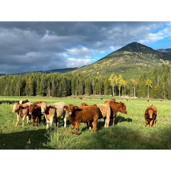 Squaw Valley Ranch - 850# October Delivery Steer Calves - 72 Head (Lumby, BC)