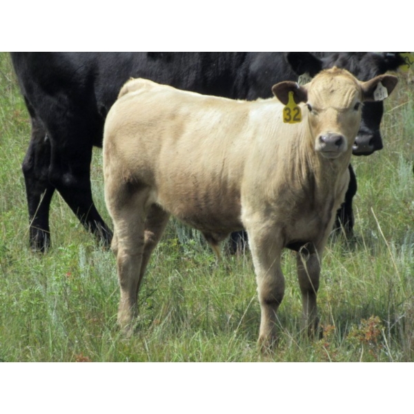 Saddleridge Farming - 900# February Delivery Weaned Steers - 140 Head (Rosemary, AB)