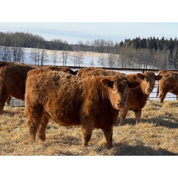 Rusty Ridge Cattle Co. Ltd. - 850# February Delivery Heifers - 64 Head (Bowden, AB)