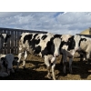 Image 3 : CS Livestock - 950# Holstein Steers - 18 Head (Rimbey, AB)