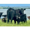 Image 6 : Schunicht Farms - 700# Dec/Jan Delivery Weaned Steers - 80 Head (Strathmore, AB)