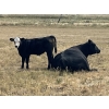 Image 3 : Dar-Lin Ranching - 550# November Delivery Steer Calves - 110 Head (Big Stone, AB)