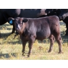 Image 5 : L & J Ranch - 640# October Delivery Steer Calves - 58 Head (Harptree, SK)